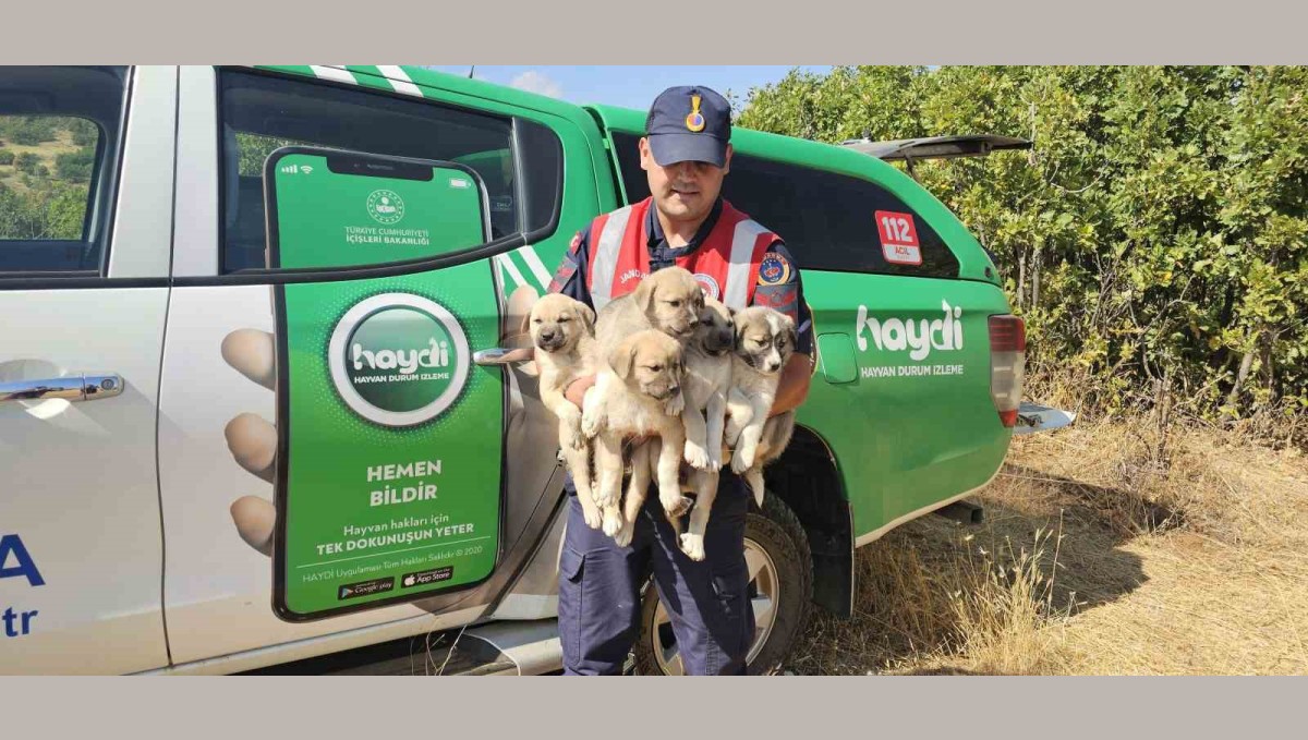 Muş'ta ormana terk edilen yavru köpekler kurtarıldı