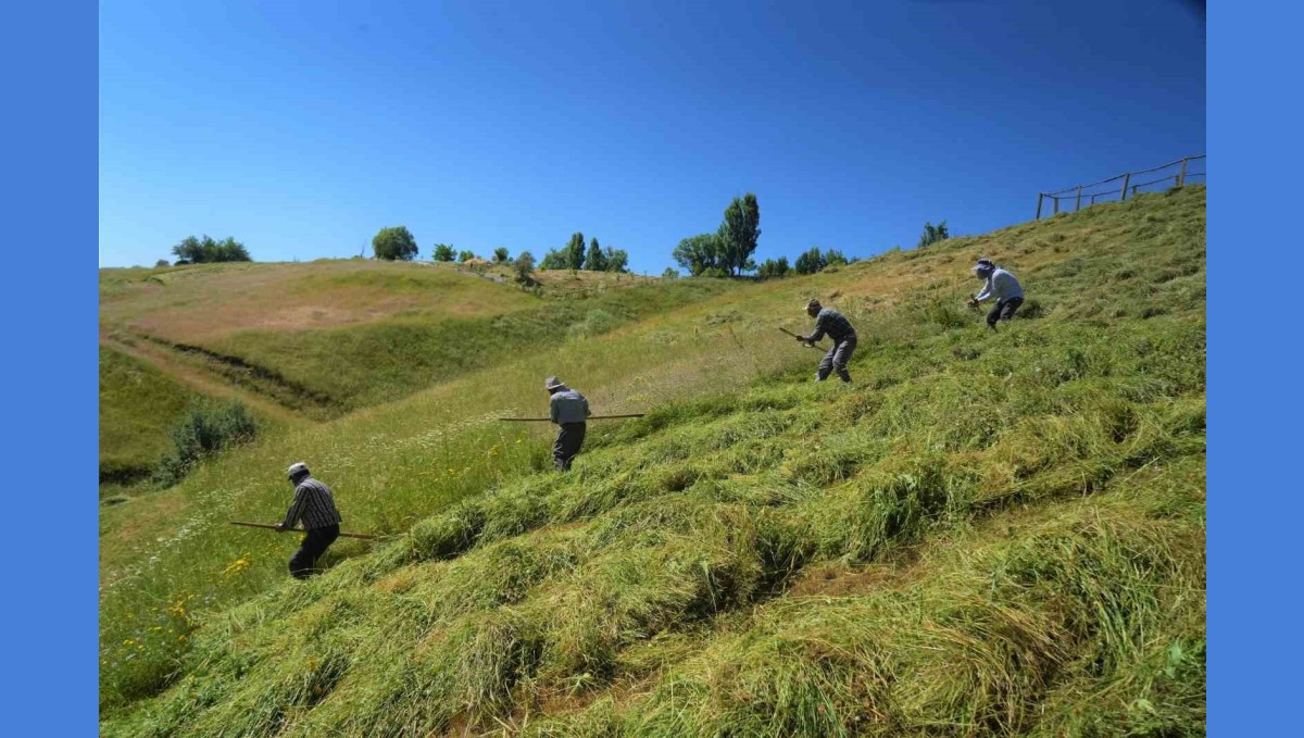 Muş'ta ot biçme sezonu başladı