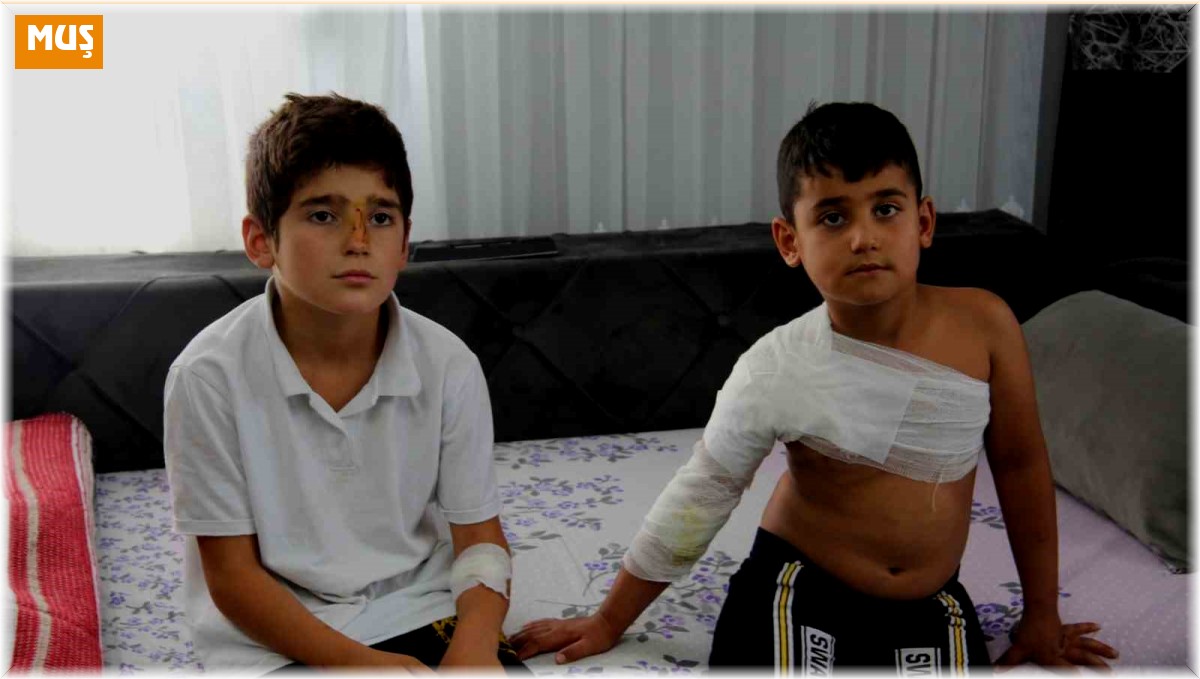 Muş'ta sahipsiz köpekler dehşet saçtı: İki kardeş yaralandı