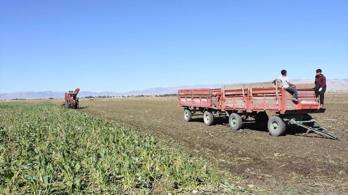 Muş'ta şeker pancarından 450 milyon lira gelir beklentisi