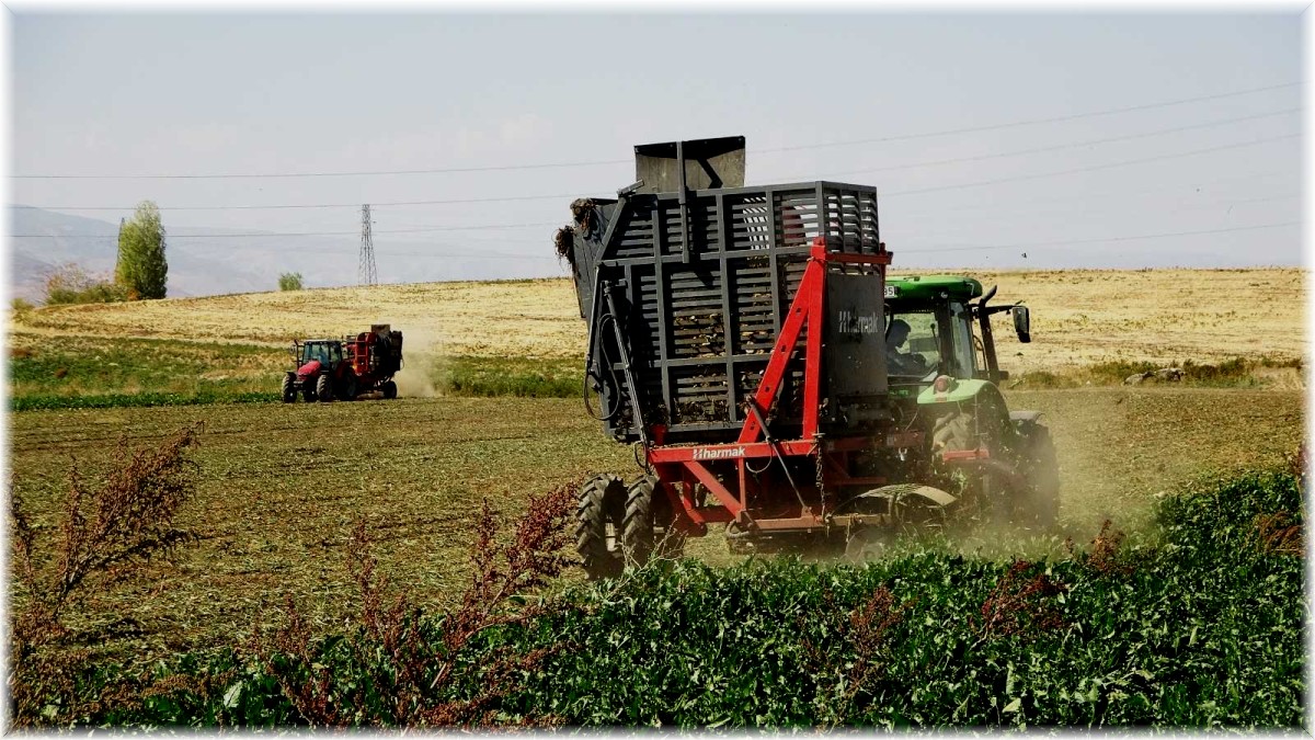 Muş'ta şeker pancarının tarladan sofraya uzanan tatlı yolculuğu
