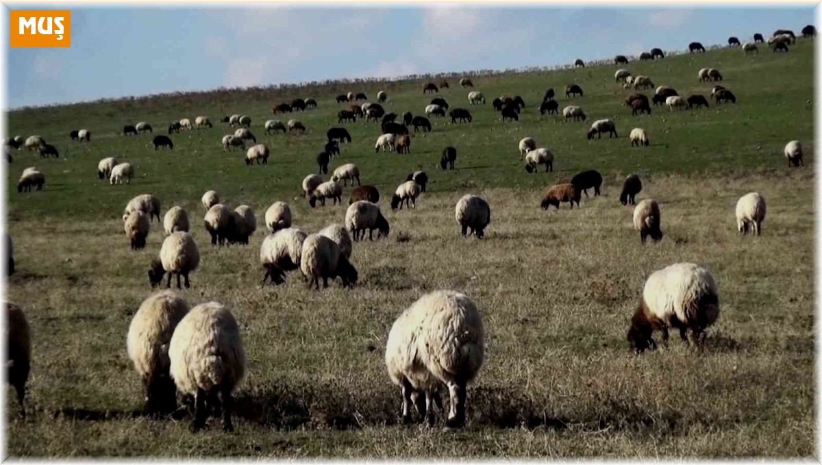 Muş'ta sıcak hava besicilerin yüzünü güldürüyor