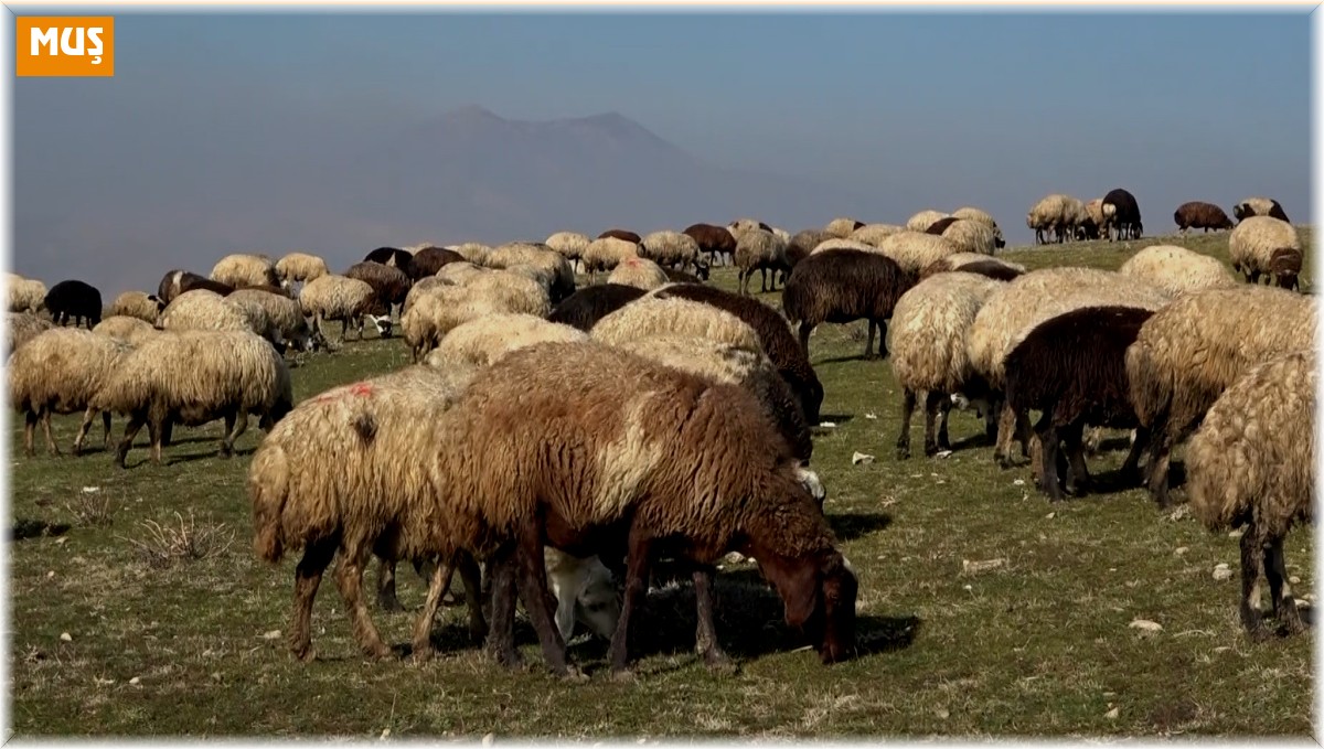 Muş'ta sıcak hava çiftçilerin yüzünü güldürüyor