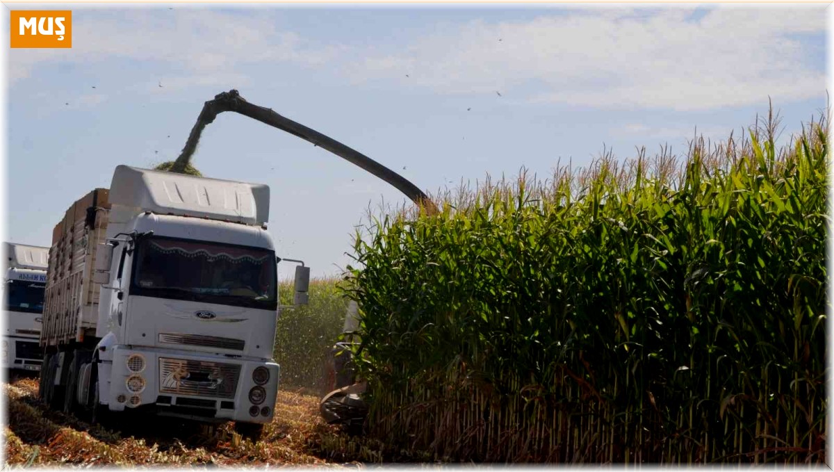 Muş'ta silajlık mısır hasadı