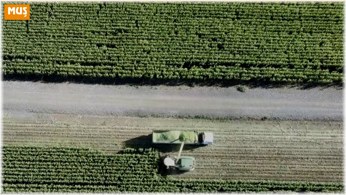 Muş'ta silajlık mısır hasadına başlandı