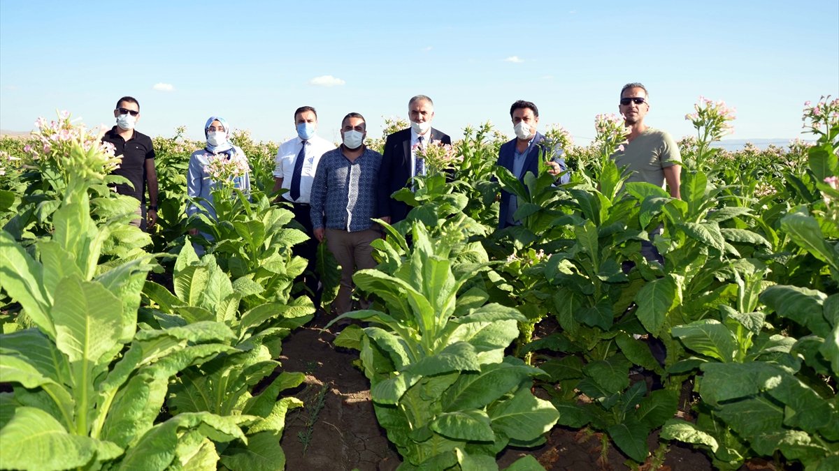 Muş'ta tütün hasadı başladı