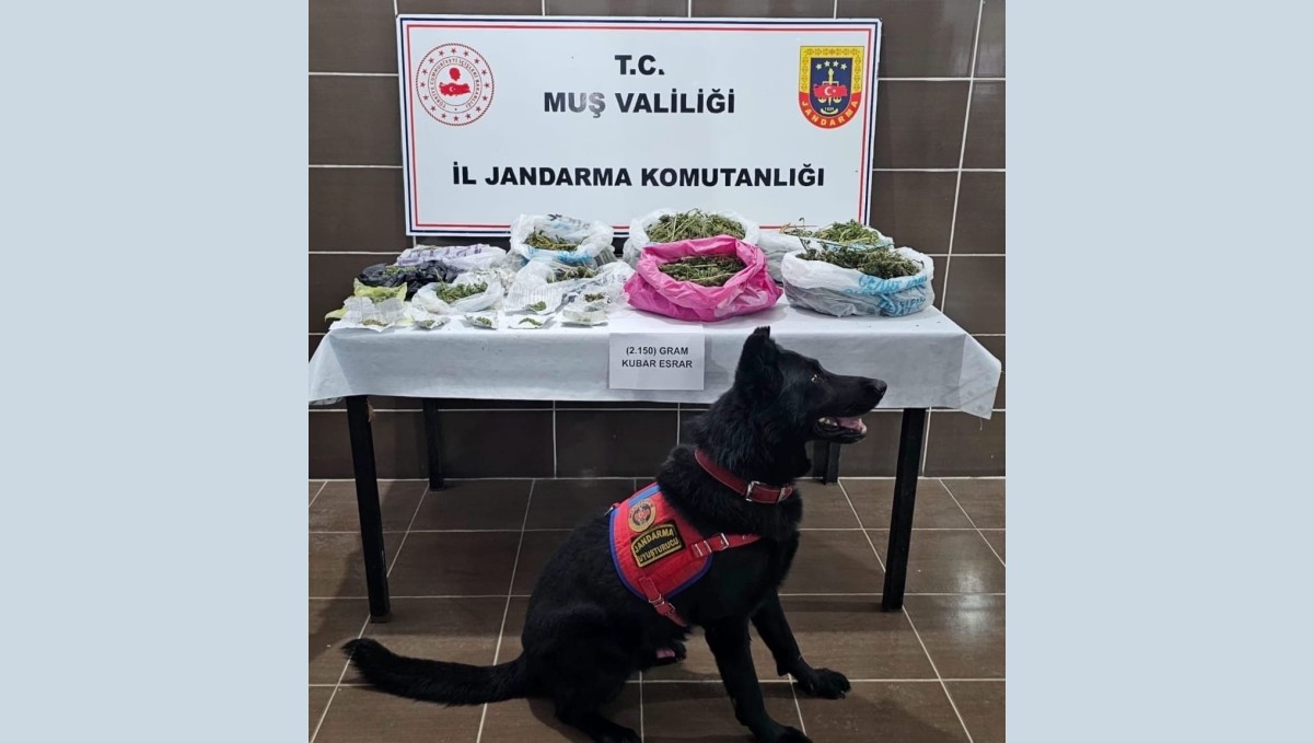 Muş'ta uyuşturucu operasyonu: 1 gözaltı