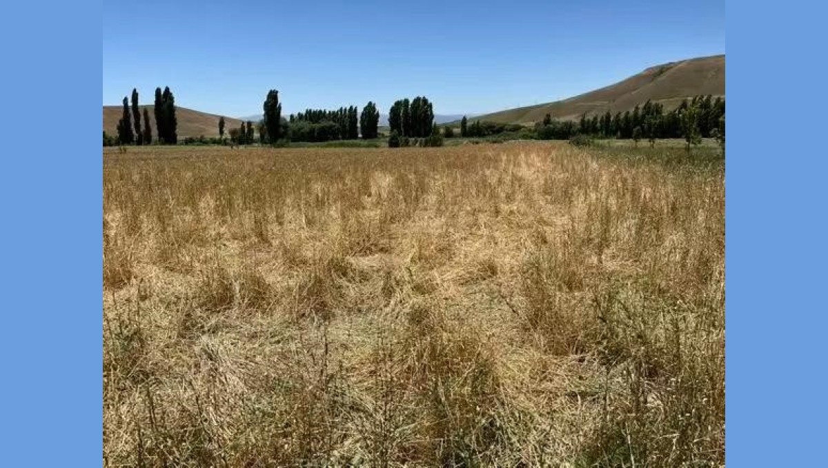 Muş'ta yaban domuzları ekili araziyi talan etti