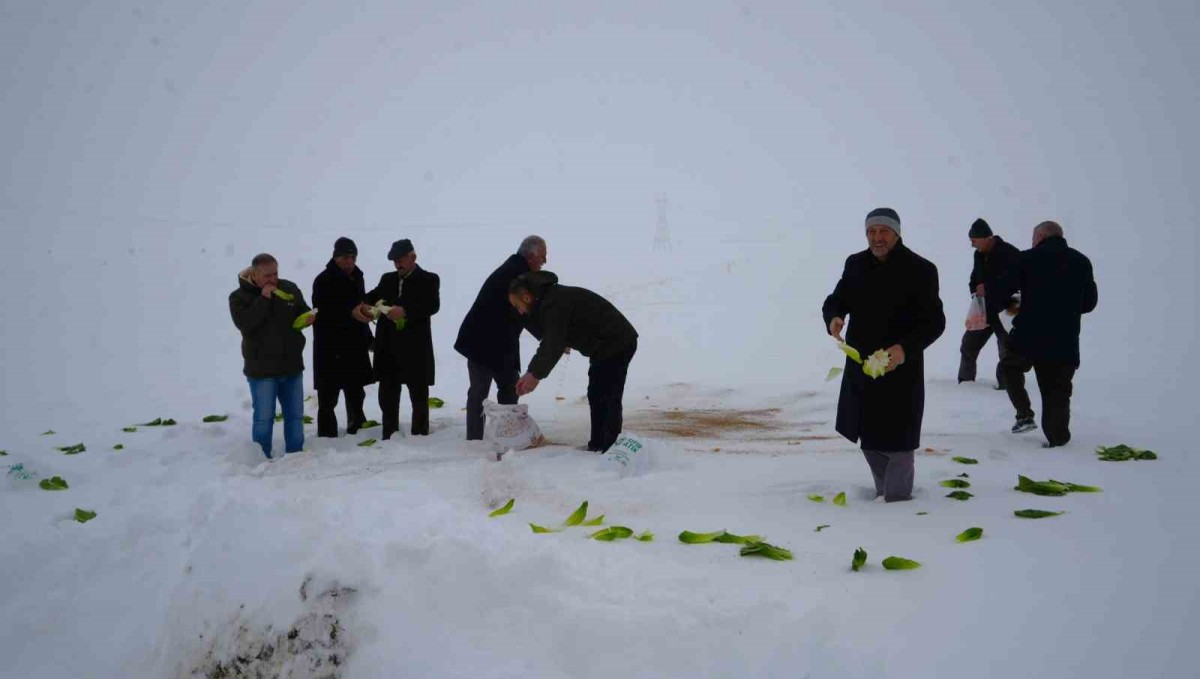 Muş'ta yaban hayvanları için doğaya yem bırakıldı