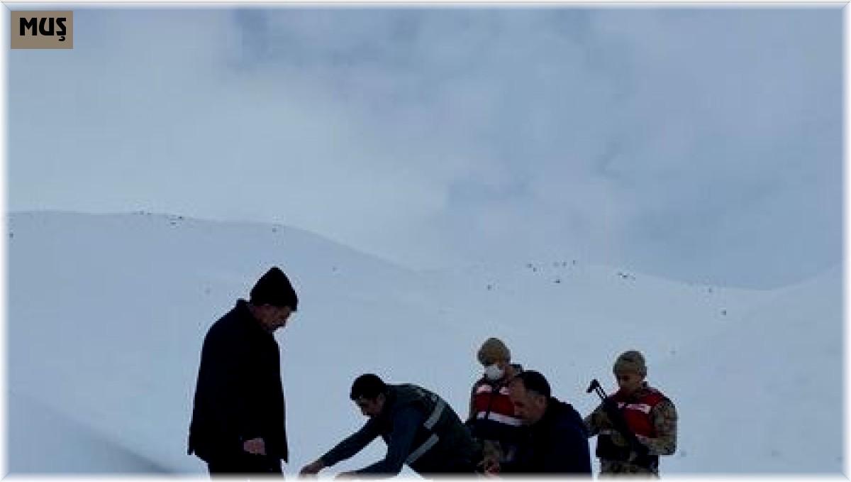 Muş'ta yaban hayvanlarına yem desteği