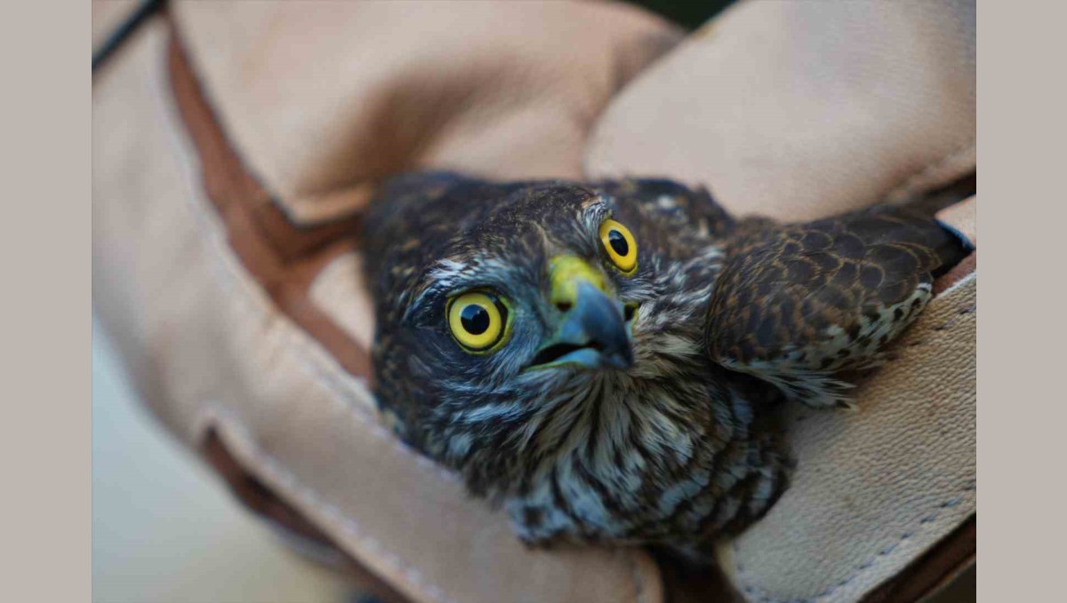 Muş'ta yaralı halde bulunan atmaca tedavi altına alındı