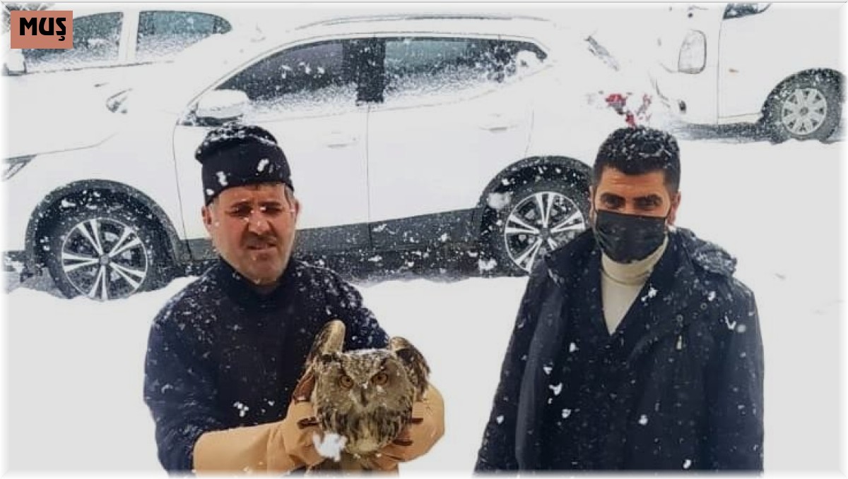 Muş'ta yaralı Puhular tedavi altına alındı
