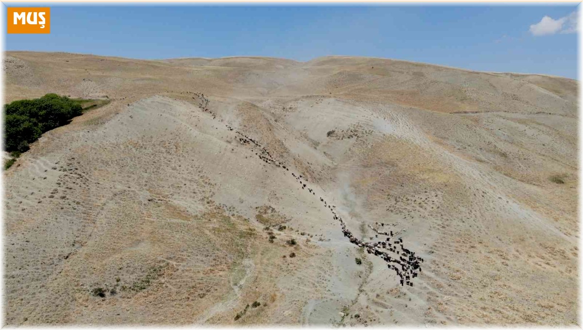 Muş'ta yayla dönemini tamamlayan besiciler dönüşe geçti