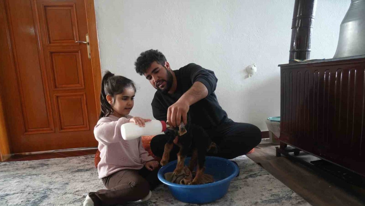 Muş'ta yeni doğan oğlaklara özenli bakım