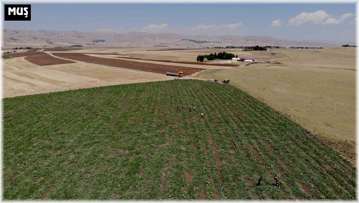 Muş'ta yılın ilk karpuz hasadı yapıldı
