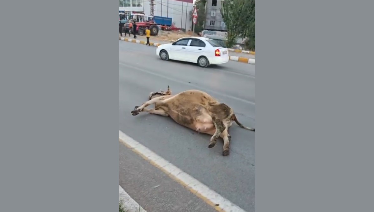 Muş'ta yola çıkan ineğe otomobil çarptı
