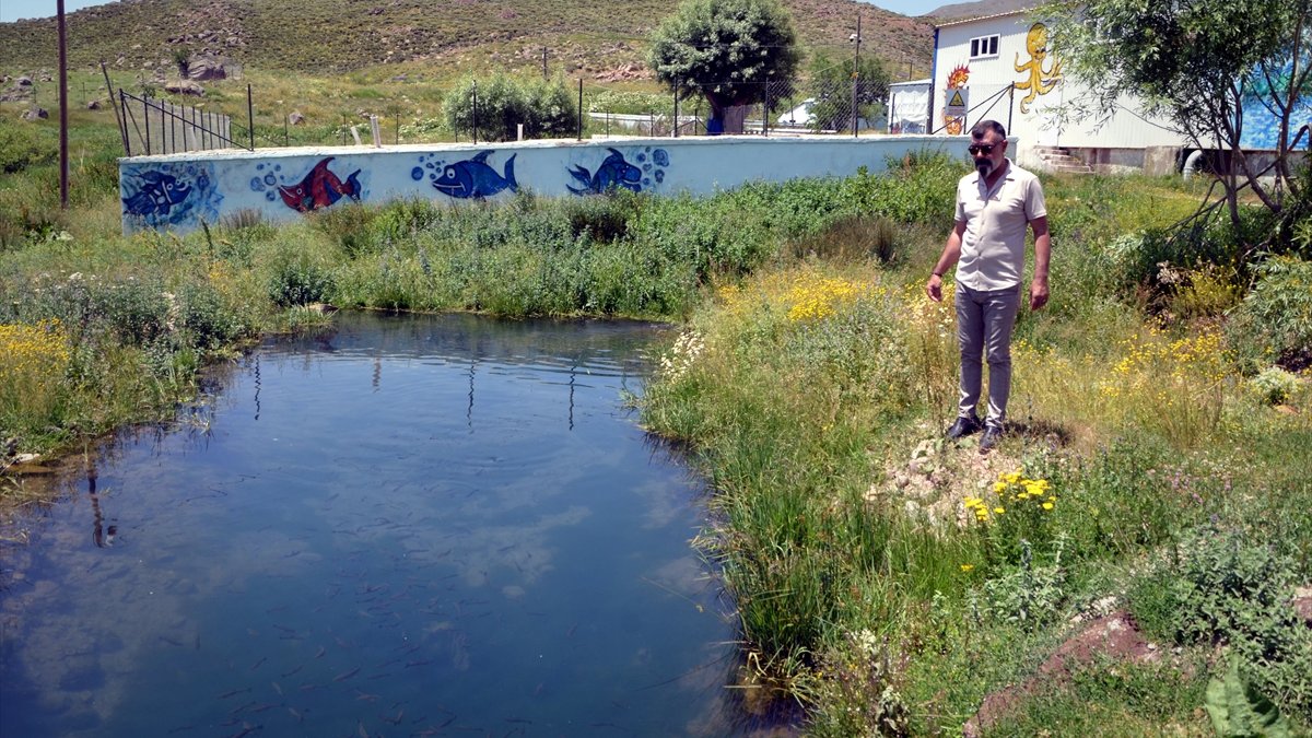 Muş'taki alabalık tesisinde 500 ton balık üretildi