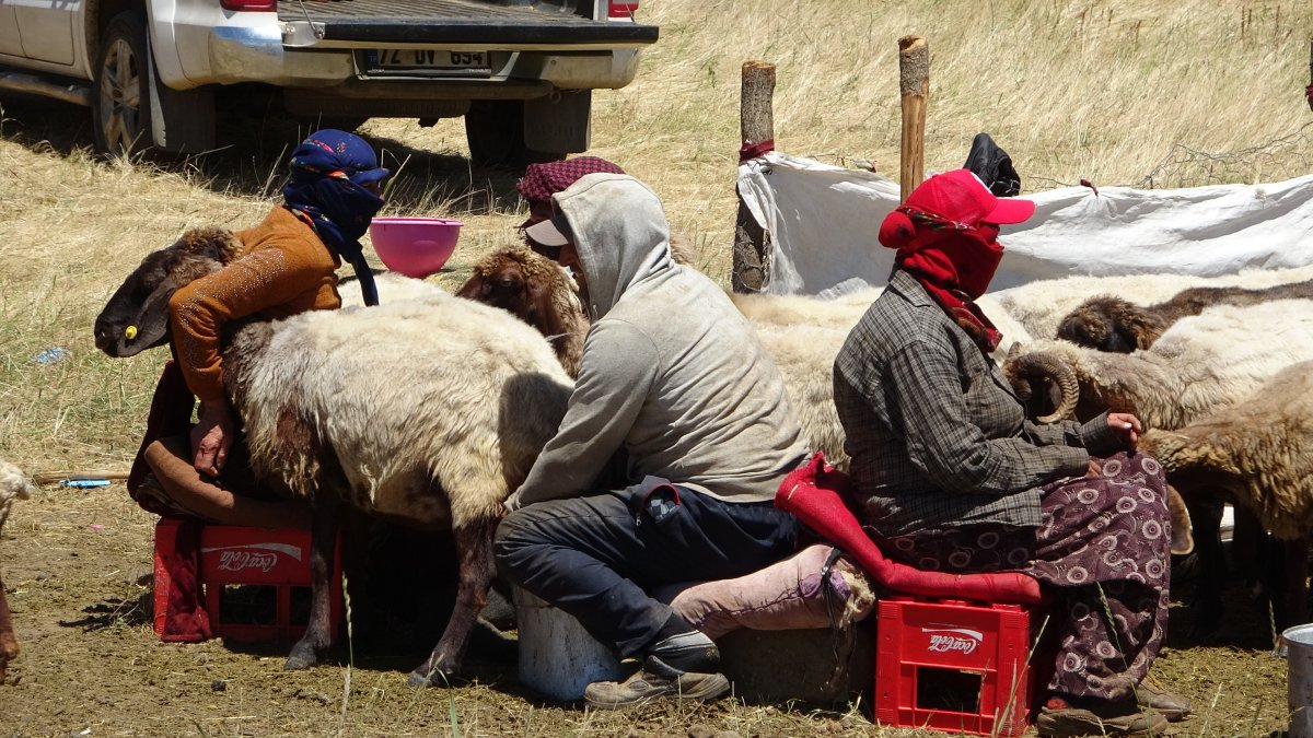 Muş'taki yaylalarda konaklayan göçerlerin süt mesaisi
