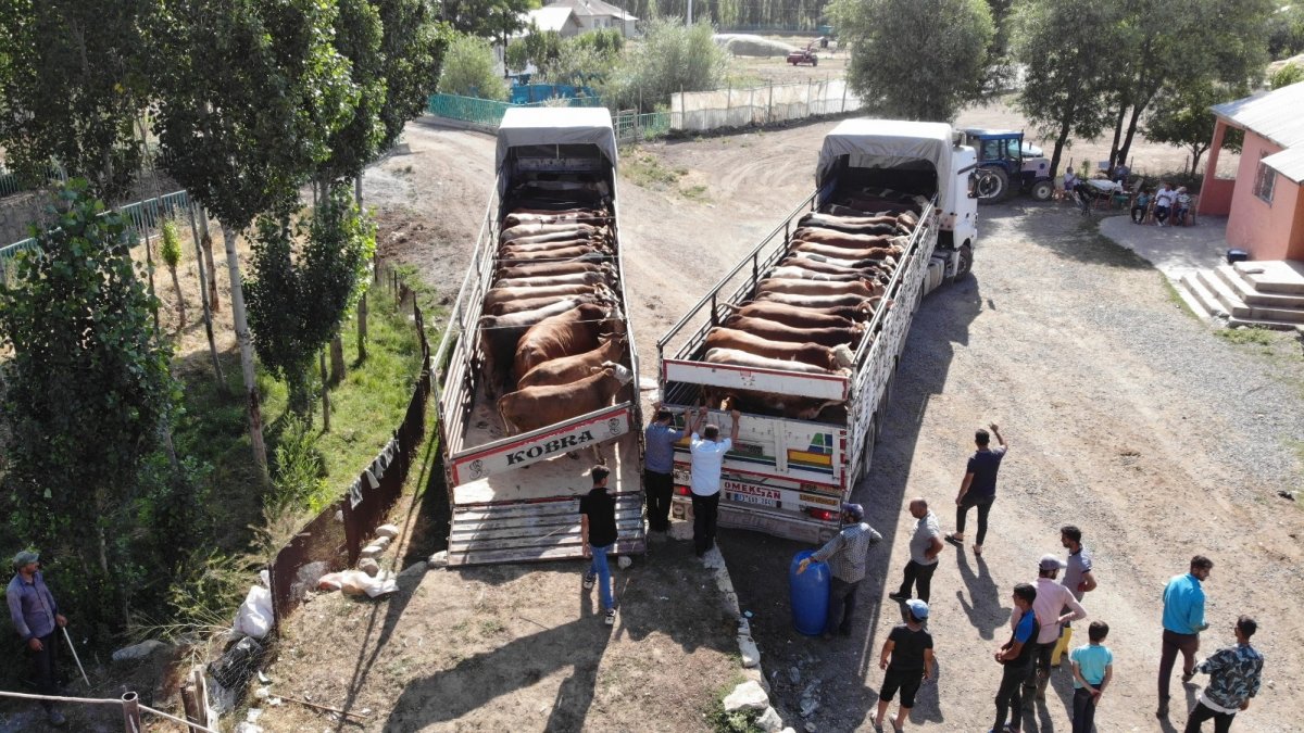 Muş'tan Batı illerine kurbanlık sevkiyatı başladı