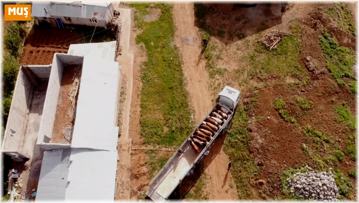 Muş'tan batı illerine kurbanlık sevkiyatı sürüyor