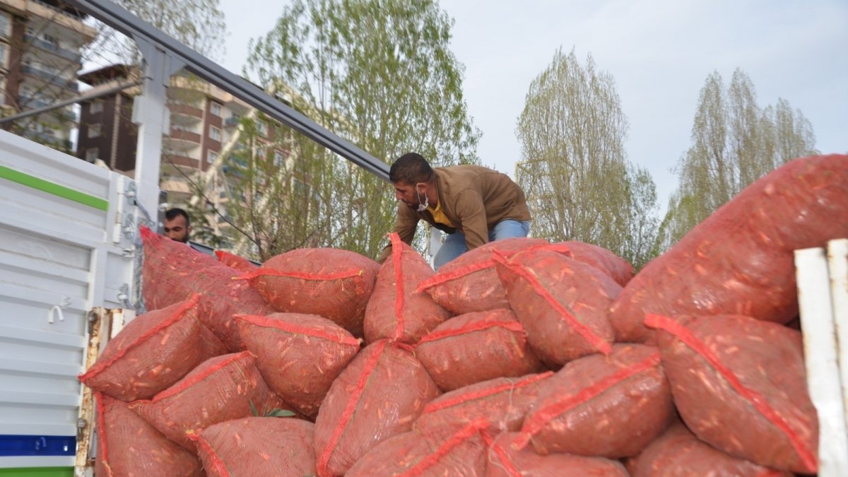 Muş'tan batı illerine tır ve kamyonlarla çiriş sevkiyatı