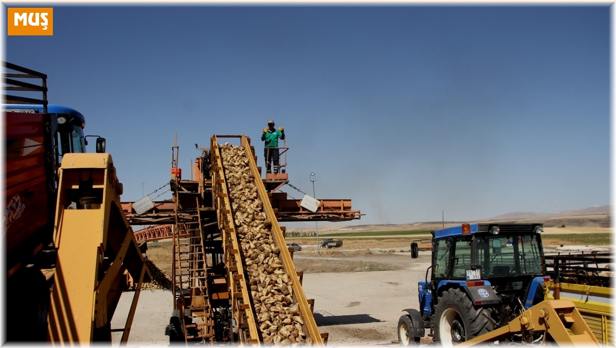 Muş'un Malazgirt ilçesinde pancar alım kampanyası başladı