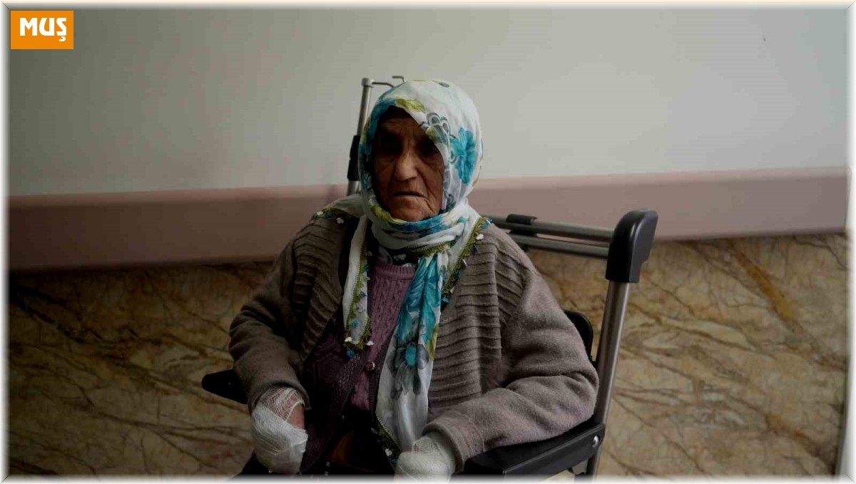 Muş Valiliğinden 'köpek saldırısı' açıklaması