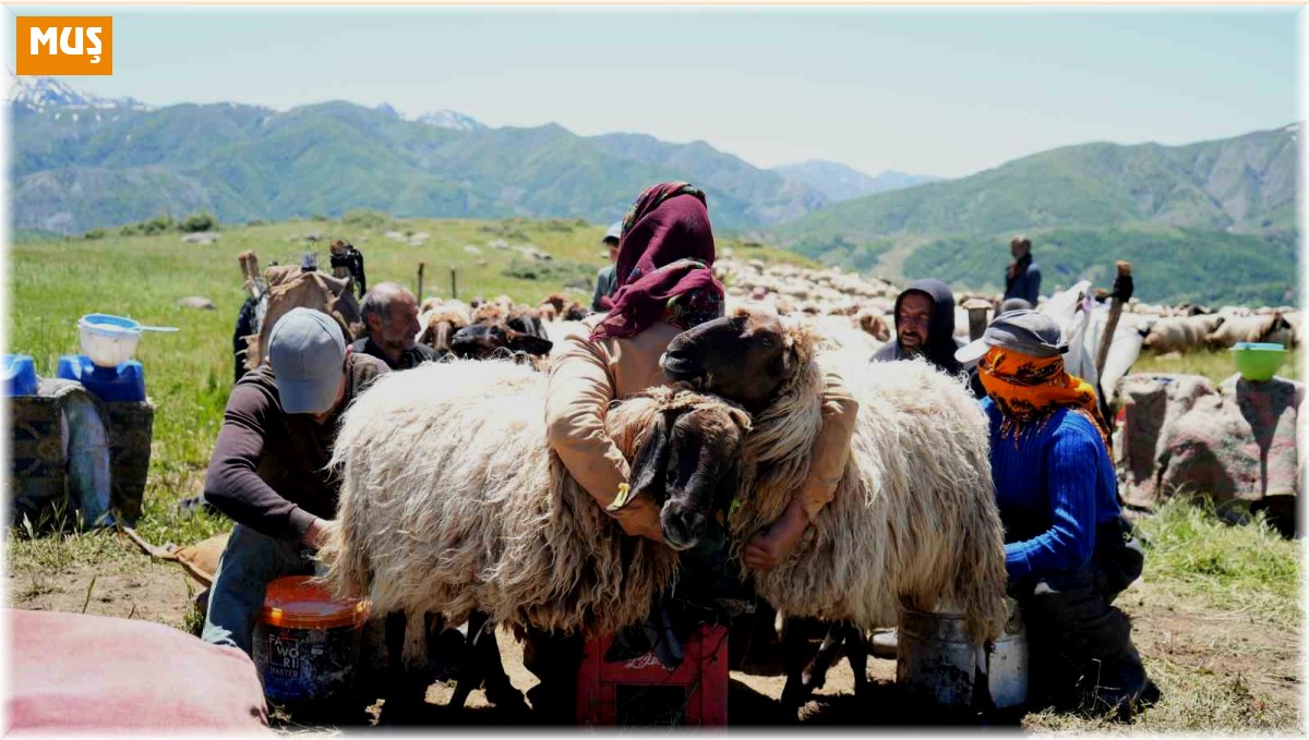 Muşlu berivanlar ilk süt sağımına başladı