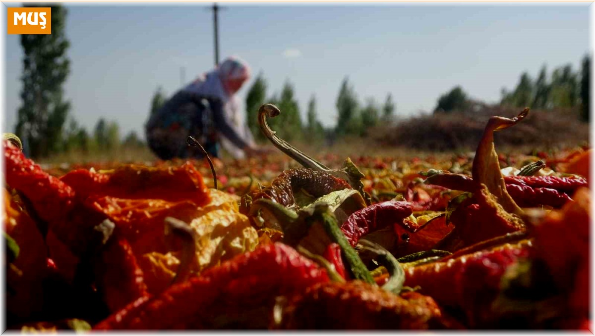 Muşlu çiftçiler ata tohumundan ürettikleri 50 ton sebzeyi hem kurutup hem de taze olarak satıyor