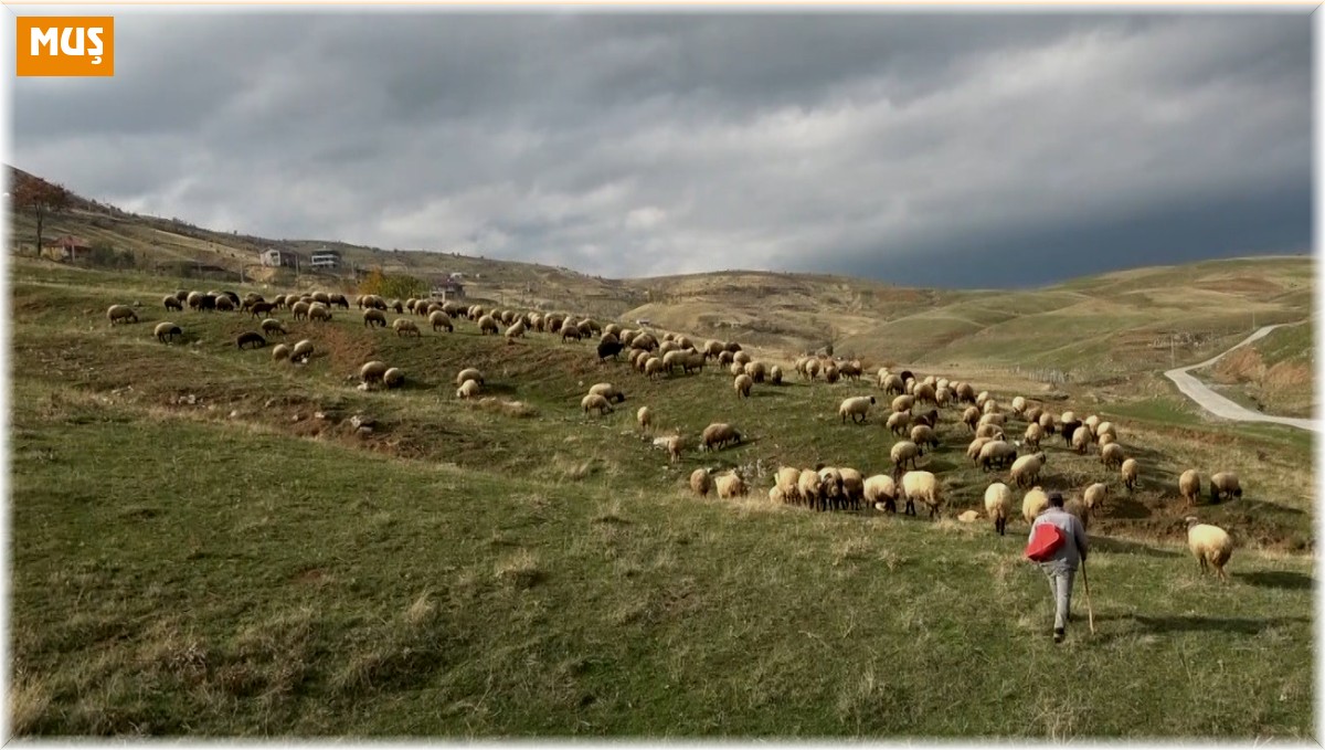 Muşlu çobanlar sigortalı olacak