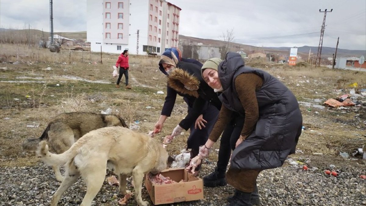 Muşlu gençler sokak hayvanları için seferber oldu