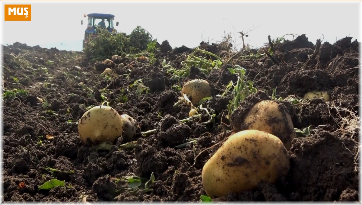 Muşlu kadınların patates hasadı mesaisi