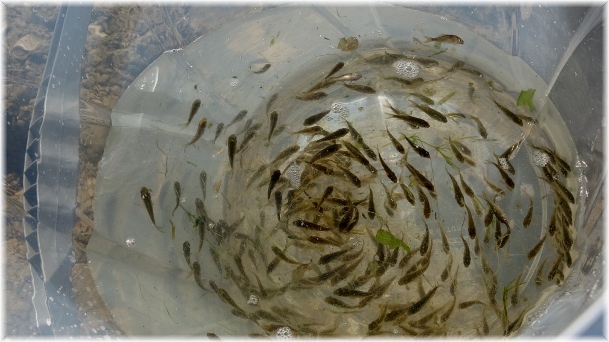 Muş’ta göl, gölet ve barajlara 1 milyon 281 bin yavru balık bırakıldı