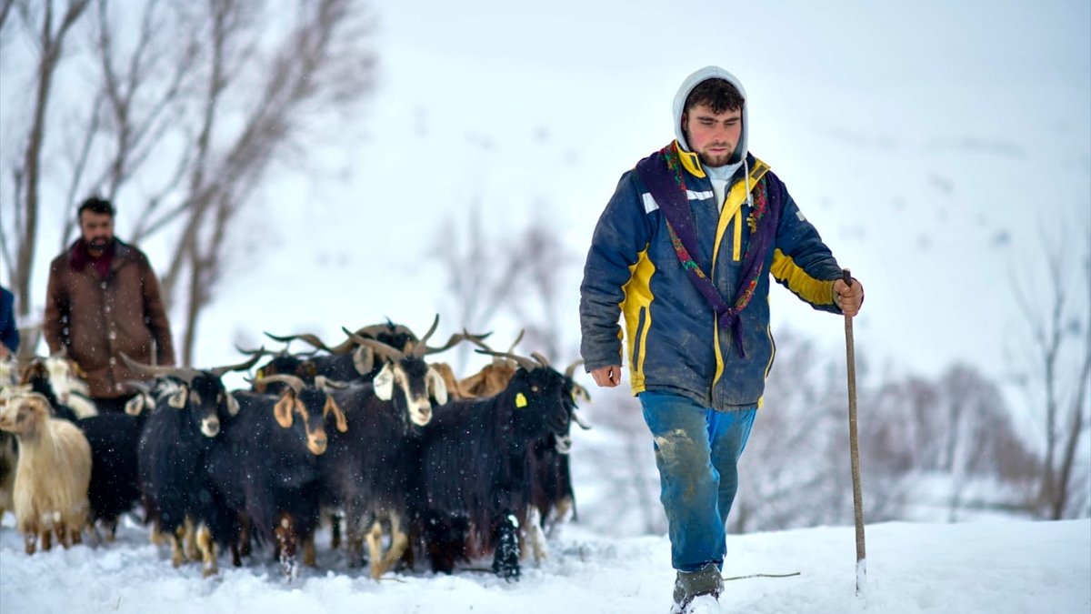 Muş’ta kışa meydan okuyan besiciler: Kar ve tipide hayvan mücadelesi