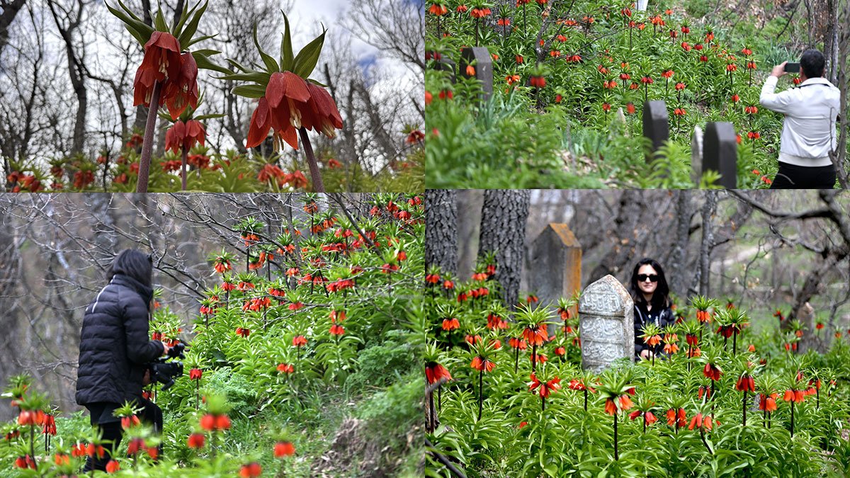 Mutki'de açan ters laleler doğayı kırmızı ve turuncuya bürüdü