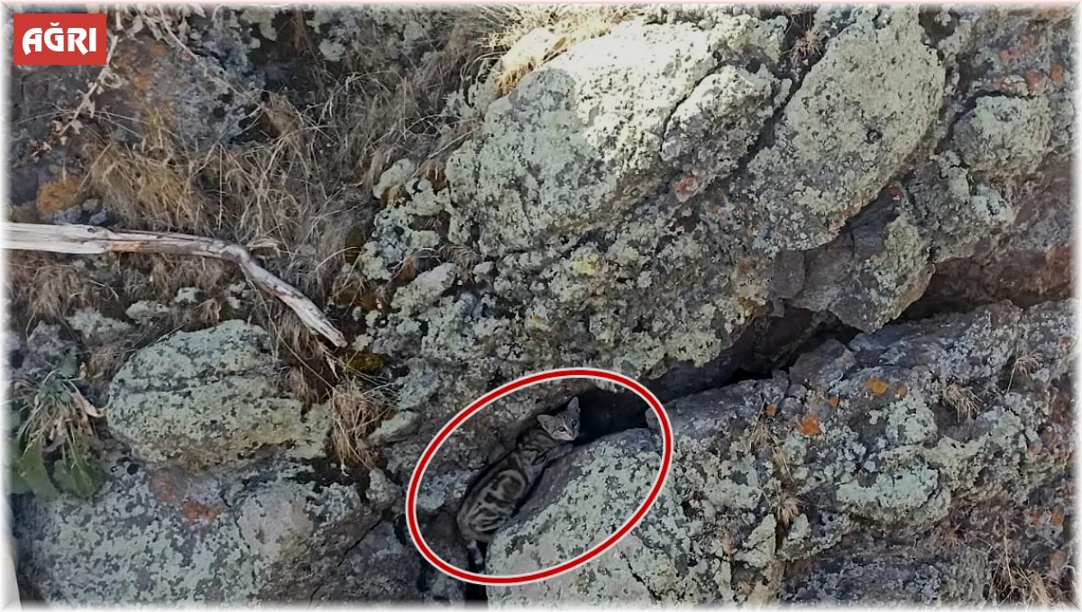 Nadir Görülen Yaban Kedisi Patnos'ta İlk Kez Görüntülendi