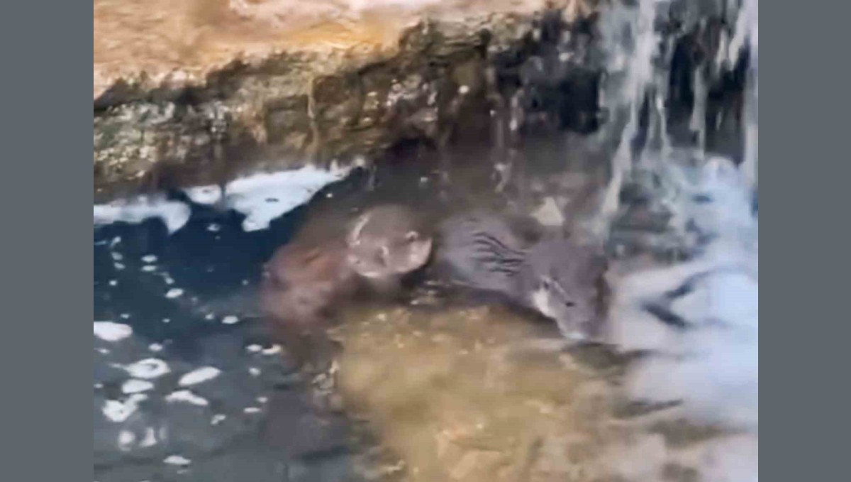 Nadir görülen yavru su samurları görüntülendi