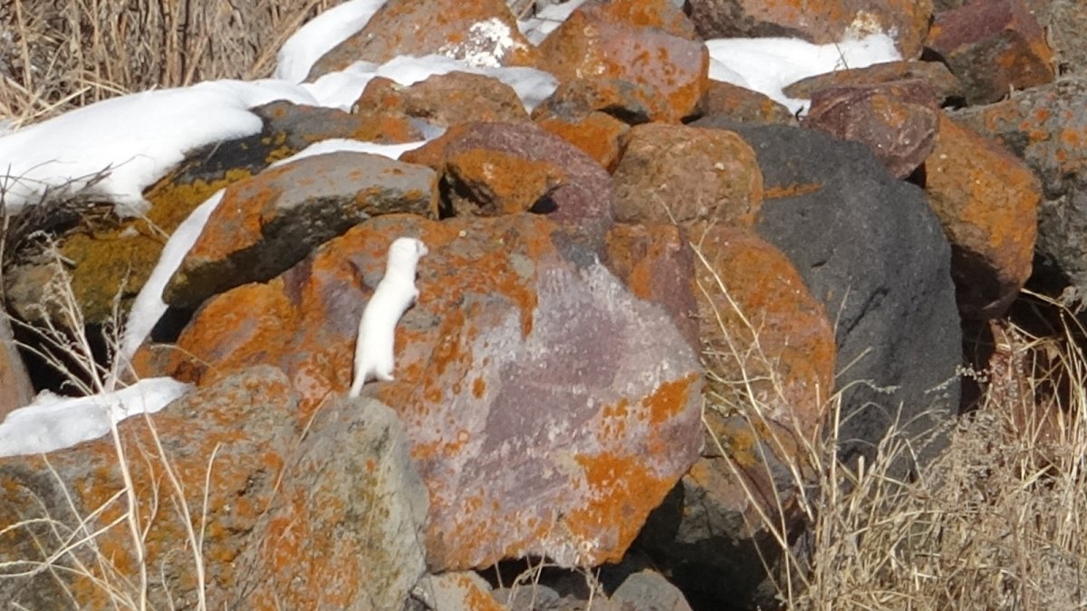 Nadir görünen beyaz gelincik Ardahan'da görüntülendi