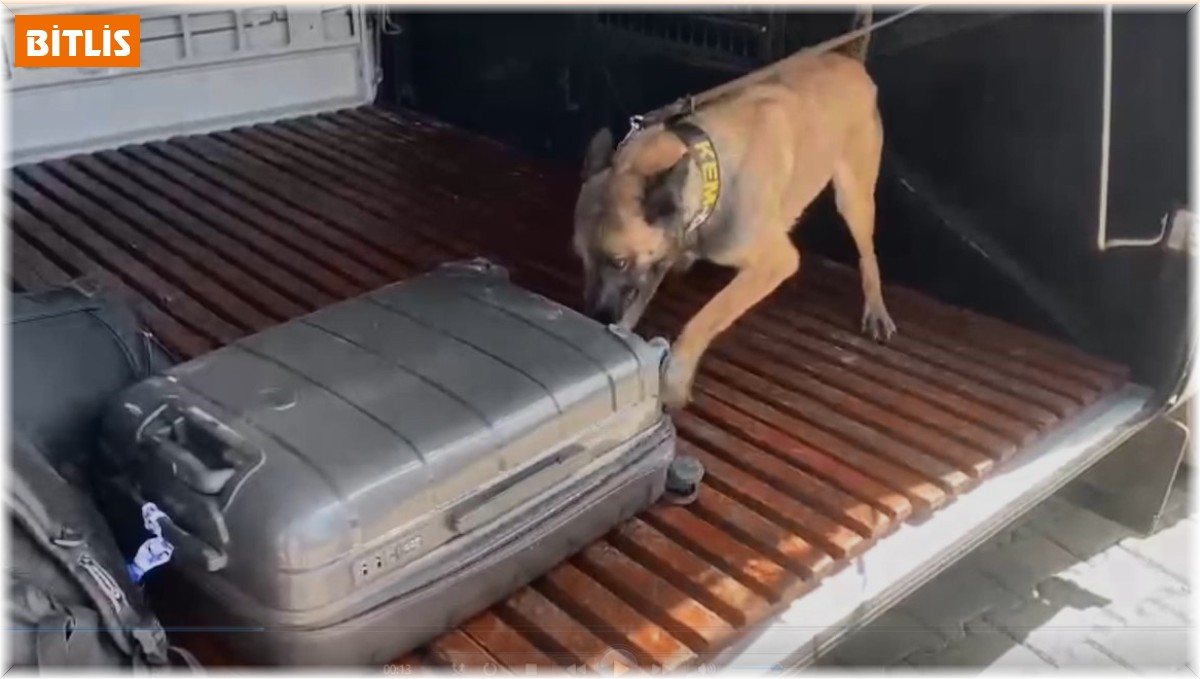 Narkotik köpeği Gill ilk görevinde uyuşturucuya geçit vermedi