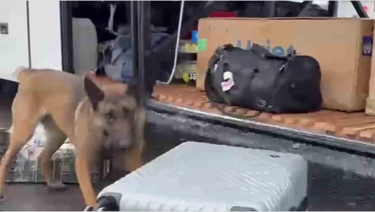 Narkotik madde arama köpeği HERA'dan kaçamadılar