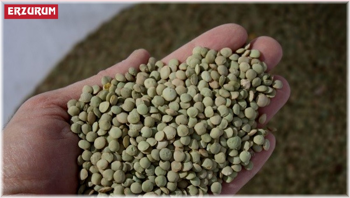 Narman Yeşil Mercimeği coğrafi işaret yolunda