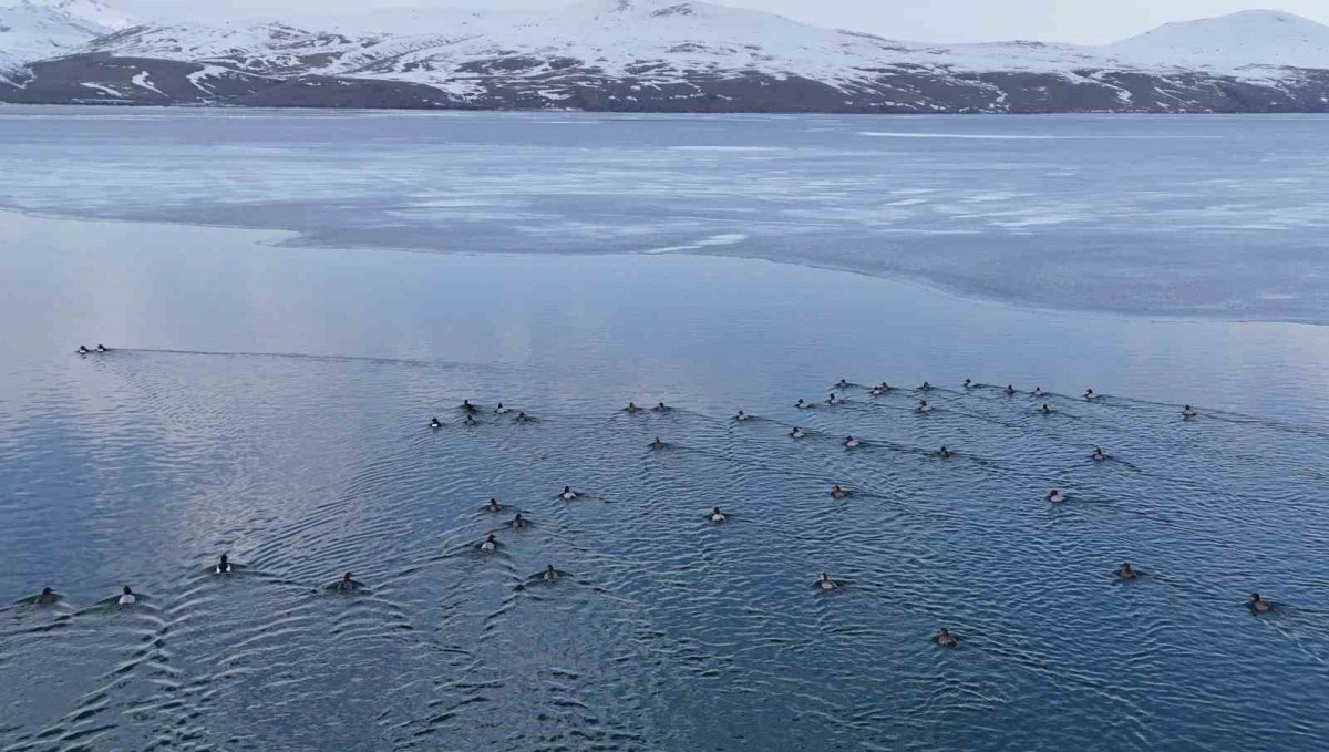 Nazik Gölü'nde buzlar çözüldü, ördeklerin dansı hayran bıraktı