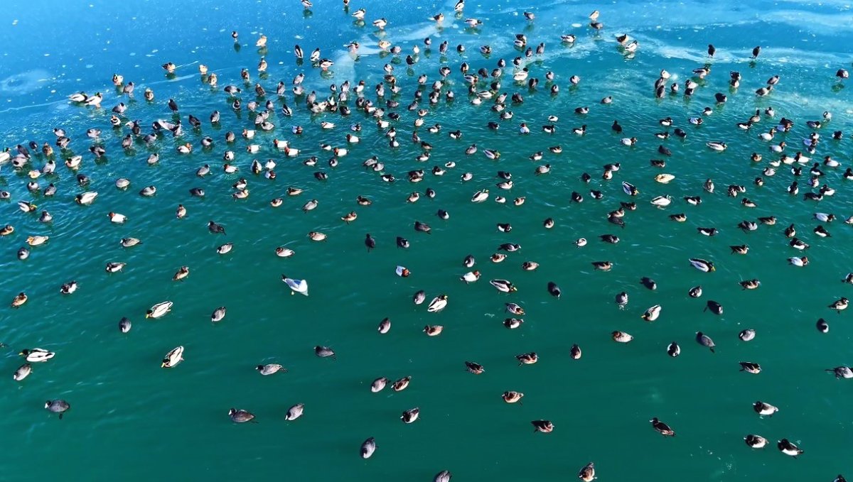 Nazik Gölü'nde ördekler görsel şölen oluşturdu