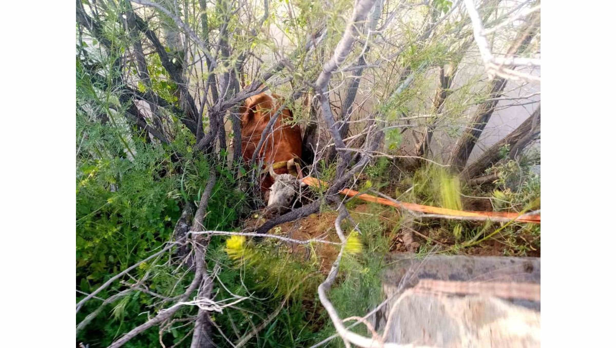 Nehir kıyısına düşen inek kurtarıldı
