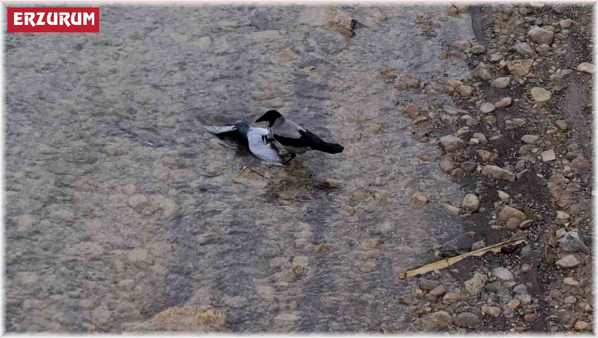 Nehre düşen yaralı güvercini kargalar kurtarmaya çalıştı