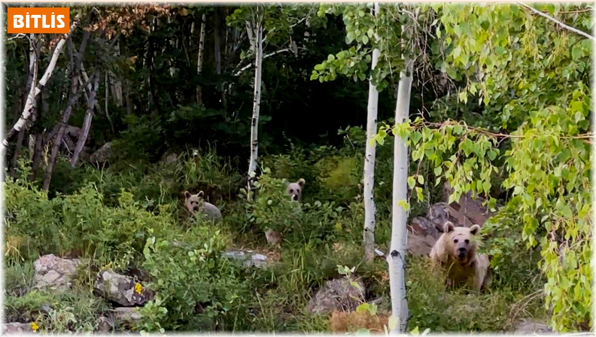 Nemrut'a giden piknikçilere ayı sürprizi