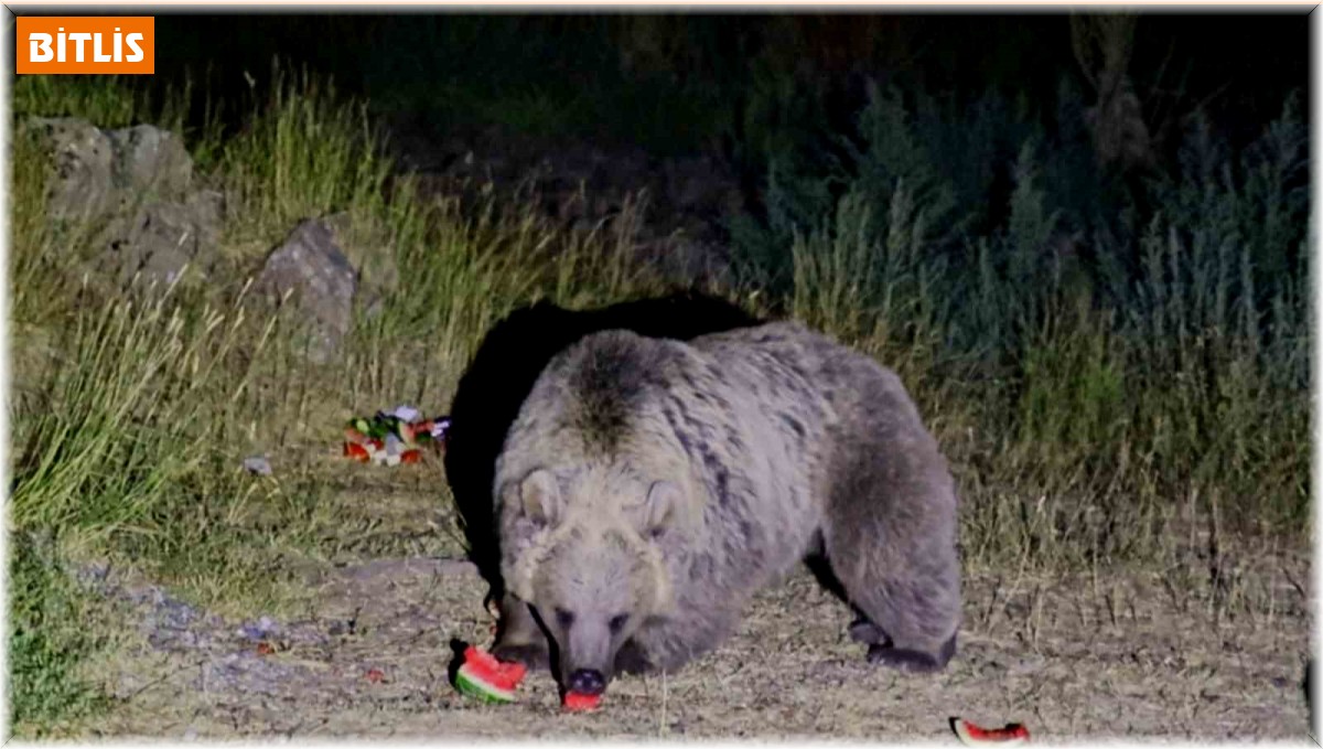 Nemrut'a giden piknikçilere ayı uyarısı