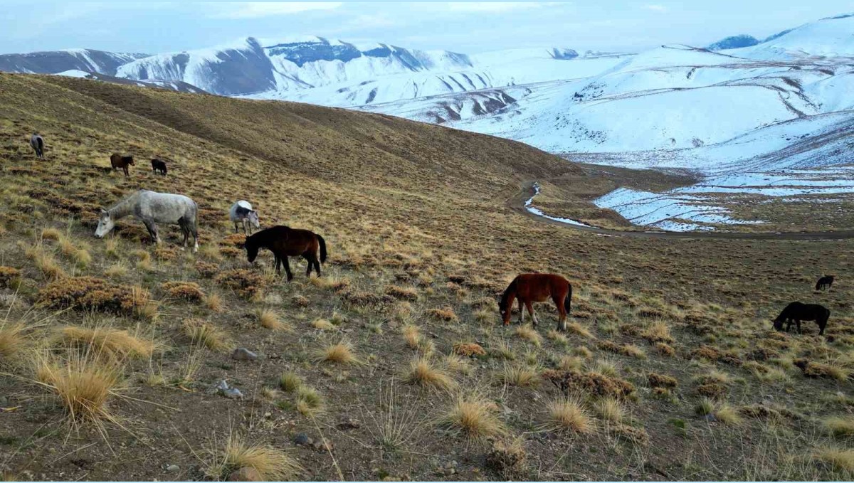 Nemrut Kalderası'nda at sürüsünün gizemli yolculuğu