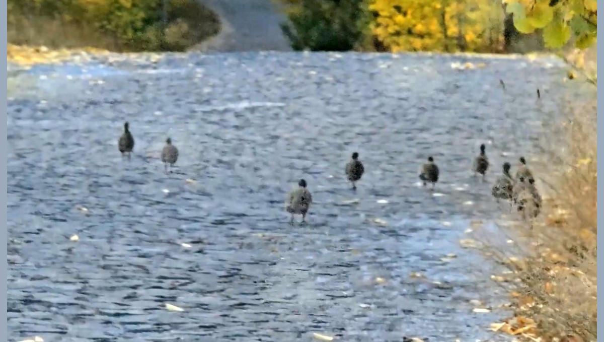 Nemrut Kalderası'nda çil keklik sürüsü görüntülendi
