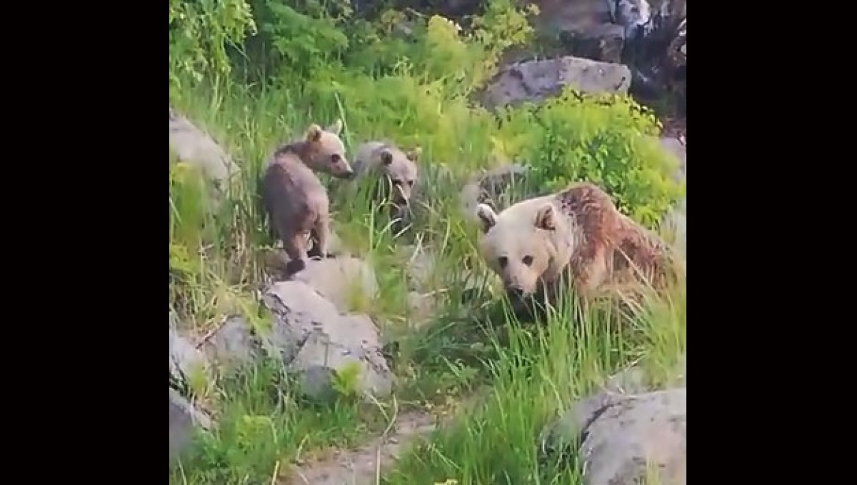 Nemrut Kalderası'nın maskot ayıları yeniden ortaya çıktı